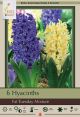 Hyacinth Fat Tuesday Mix 5PK