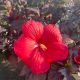 Hibiscus Hardy Summerific Holy Grail