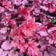 Coral Bells Berry Smoothie