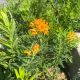 Butterfly Weed