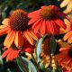 Coneflower Kismet Intense Orange