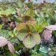 Lenten Rose Frostkiss Pippa's Purple