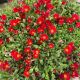 Ice Plant Jewel of Desert Garnet