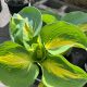 Hosta Great Expectations