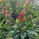 Cardinal Flower