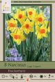 Narcissus Brackenhurst 8PK