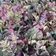 Ajuga Burgundy Glow