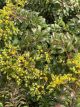 Sedum Rock 'N Grow Yellow Brick Road