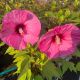 Hibiscus Hardy Summerific Candy Crush