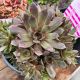 Hens and Chicks Purple Beauty