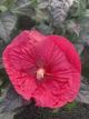 Hibiscus Hardy Mars Madness