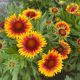 Blanket Flower Arizona Sun