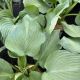 Hosta Blue Angel