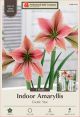 Amaryllis Exotic Star