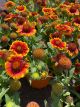 Blanket Flower Barbican Yellow Red Ring