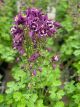 Columbine Winky Purple & White