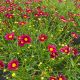 Coreopsis Big Bang Mercury Rising