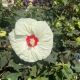 Hibiscus Hardy Summerific French Vanilla