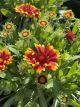 Blanket Flower Spintop Orange Halo