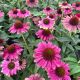 Coneflower Sweet Sandia