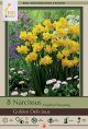 Narissus Golden Delicious 8PK