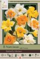 Narcissus Butterfly Mix 8PK