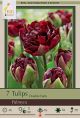 Tulip Palmyra 7PK