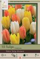 Tulip Retro Mix 10PK