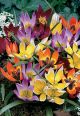 Tulip Wildflower Mix 15PK