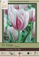 Tulip Carnaval De Rio 10PK