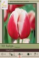 Tulip Markant 8PK