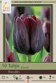 Tulip Ronaldo 10PK