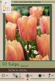 Tulip Salmon Jimmy 8PK