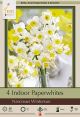 Narcissus Winterspun 4PK