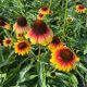 Coneflower Fine Feathered Parrot