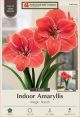 Amaryllis Magic Touch