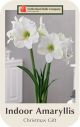 Amaryllis Christmas Gift Jumbo