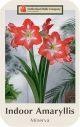 Amaryllis Minerva Jumbo