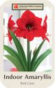 Amaryllis Red Lion Jumbo