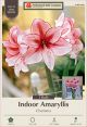 Amaryllis Charisma