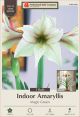 Amaryllis Green Magic