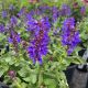 Salvia Blue Marvel