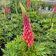 Lupine Westcountry Towering Inferno