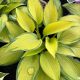 Hosta June