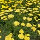 Yarrow Moonshine