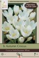 Crocus Autumn White 6PK