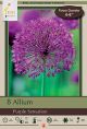 Allium Purple Sensation 8PK