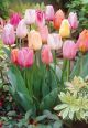 Tulip Easter Joy Mix 8PK