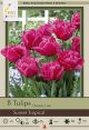 Tulip Sunset Tropical 8PK