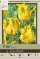 Tulip La Courtine Parrot 8PK